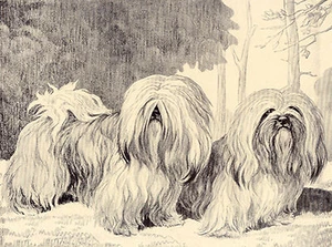 LHASA APSO ZWEI HUNDE CHARMANTE HUNDEGRUSS NOTIZKARTE - Bild 1 von 1