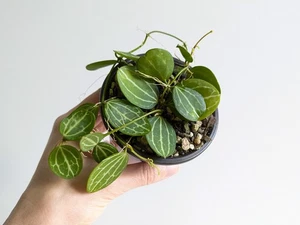 Watermelon Dischidia ~ Dischidia Ovata ~ Uncommon Tropical Hanging Indoor Plant - Picture 1 of 4