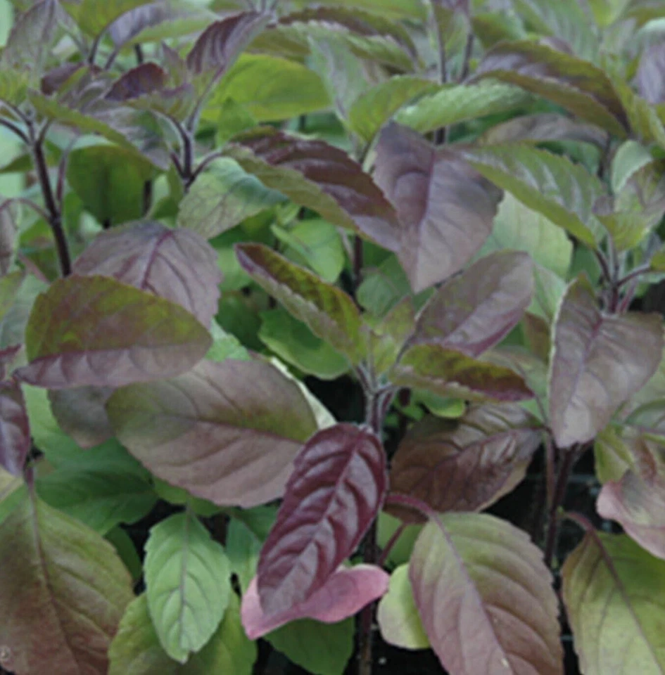 RED TULSI BASIL SEEDS 200+ RED LEAF HOLY BASIL garden HERB non-gmo FREE SHIPPING - Image 1 of 1
