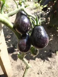 Tomate Blue Keyes - Tomate pera - 5+ semillas - semillas - semillas - P 024 - Imagen 1 de 1