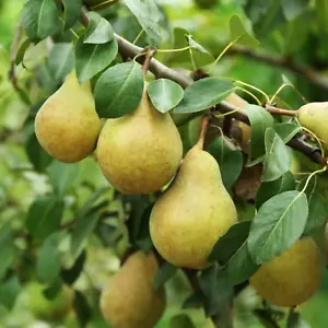 Bartlett Pear Tree Seeds | European Williams Green Pears Seed 2024 Fast Shipping - Picture 1 of 11