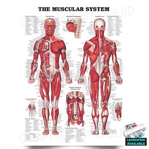 Human Anatomy Science Medical CHART Muscular System *Laminated* Poster PRINT