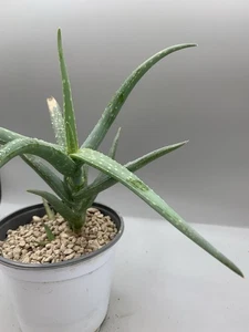 Aloe Tewoldei Etiopia Pot 12 Cm H17 Cm Verde Macchie Gialle Dentata Succulenta - Imagen 1 de 5