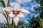 Acidanthera Gladiolus Murielae Orchid Bulbs Beautiful Summer Flowering Corms
