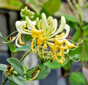 Lonicera Hall's Prolific Japanese Honeysuckle - XL 3Lt Large Pot Flowering Shrub - Picture 1 of 12