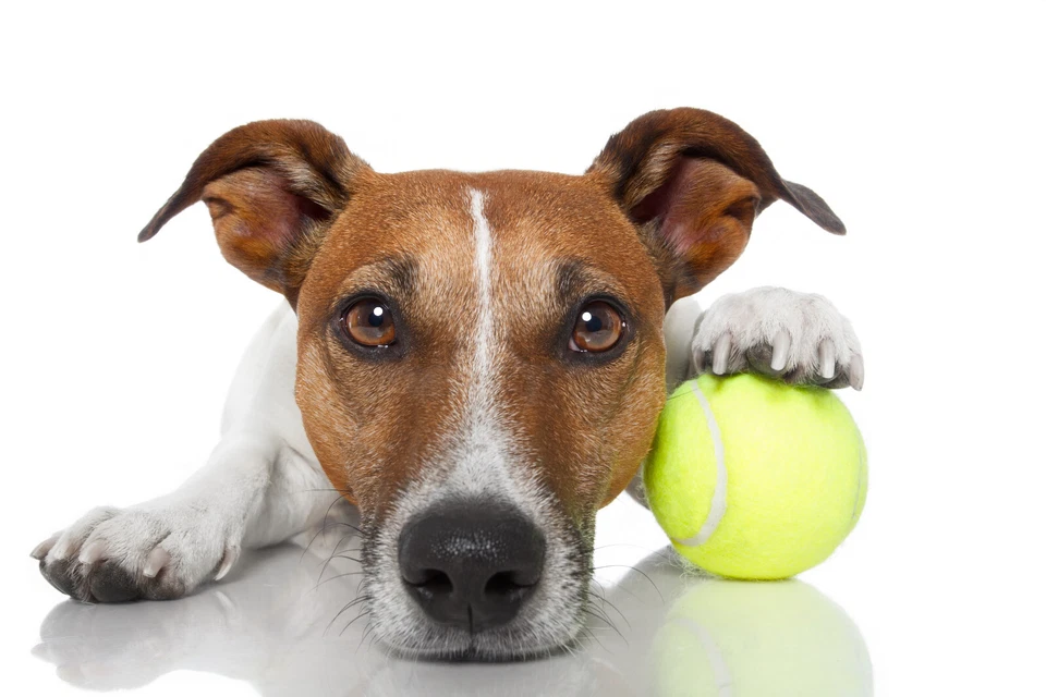 100 Used Tennis Balls for Dogs - FREE SHIPPING! - Image 1 of 1