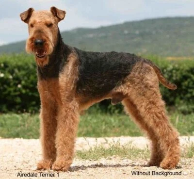 LARGE-SIZED CAR DECALS - AIREDALE TERRIER - Image 1 of 2