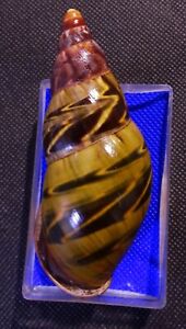 sultana yatesi ( peru)   89mm