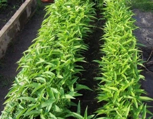 100++ Organic Thai Water Spinach seeds Ong Choy Kang kong Xin Cai ,Hột Rau Muống - Picture 1 of 1