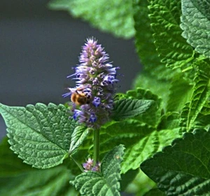 Semi menta coreana, agastache rugosa, mento. Patchouli - Foto 1 di 3