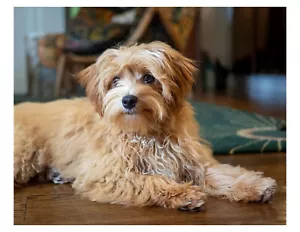 "Maltipoo Hund 8x10 Foto auf 8,5"" x 11" - Bild 1 von 1