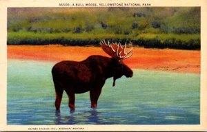 A Bull Moose, Yellowstone National Park White Border Postcard - Picture 1 of 2