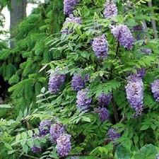 Wisteria Frutescens 'Amethyst Falls' - Starter Plant - Dormant