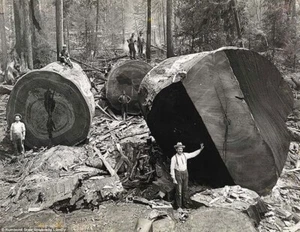 Fotos de colección de leñadores que derribaron árboles grandes usando solo herramientas manuales - Imagen 1 de 1