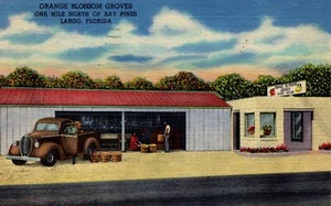 Largo Florida Orange Blossom Groves Linen Postcard Posted 1950 - Picture 1 of 2