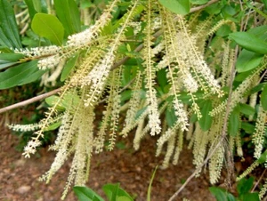 30 SWAMP CYRILLA SEEEDS -  Cyrilla racemiflora - Picture 1 of 5