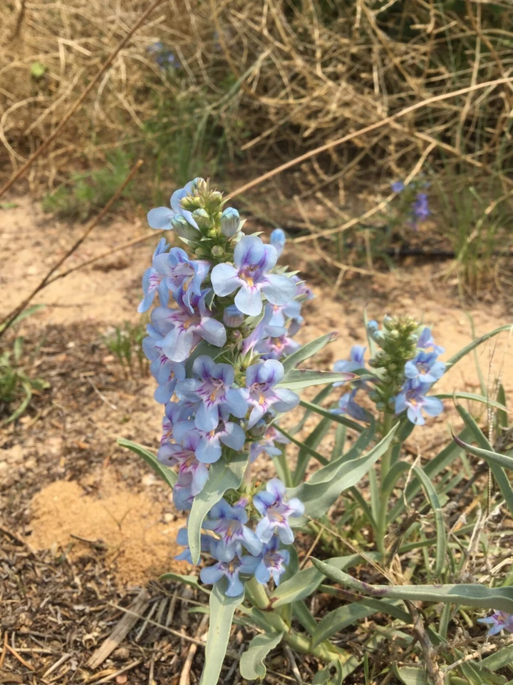 Semillas de Penstemon angustifolius, lengua de barba de hoja estrecha, planta con flores nativas Foto 1 de 1