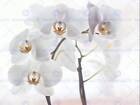 ORCHID FLOWERS WHITE PHOTO ART PRINT POSTER PICTURE BMP027B