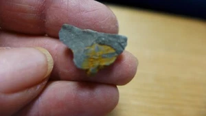 GEOLOGICAL ENTERPRISES Ordovician Fossil Trilobite Cryptolithus bellulus Penn. - Picture 1 of 4