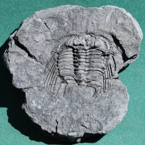 Excellent Trilobite from Silurian of Bolivia Leonaspis chacaltayana - Picture 1 of 12