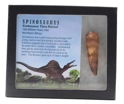 Spinosaurus Dinosaur Tooth Fossil 2.507 inch w/ Info Card 17918 - Image 1 of 4