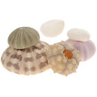6 Pcs Shell Conch Faux Plants Indoor Sea Urchin Live Air Holder