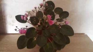 African Violet " Rondita " 2 Blätter Usambaraveilchen. - Bild 1 von 2