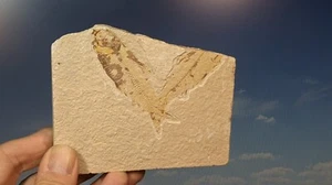 Fossiler Fisch Knightia: Grüner Fluss Wyoming. Mit Displayständer - Bild 1 von 10