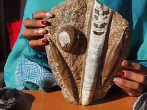 Beautiful XL Orthoceras and Ammonite Fossil Display Piece 400 Mil Yrs. - Picture 1 of 2