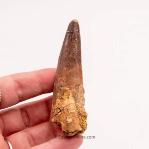Spinosaurus Dinosaur Tooth    3.07”            3157 - Picture 1 of 3