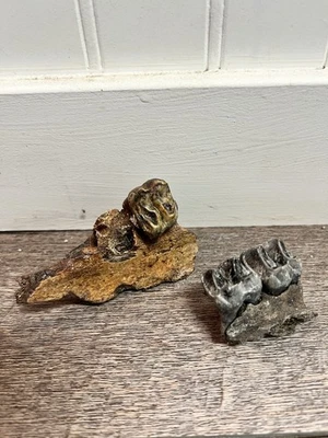 Fossilized Mammalian Tapir Teeth And Mandible Specimen Fragments - Image 1 of 4