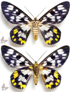 Dysphania contrata A- , Female, UNMOUNTED butterfly - Picture 1 of 1
