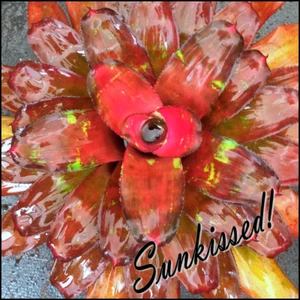 Neo DESTINY - Small / Medium Sized Grower - Bromeliad - Neoregelia. - Picture 1 of 10
