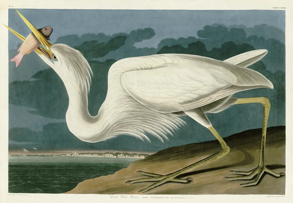 No281 Great White Heron Audubon Print Repro Havell Edition Double Elephant Folio - Image 1 of 1