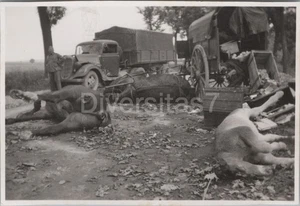 Foto, Vermessungs-Abteilung 607, Pferde in Not Troyes Frankreich 01 D/94 - Bild 1 von 2