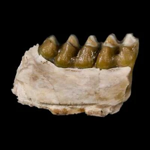 0.8" Leptomeryx Evansi Oligocene Age Fossil Deer Jaw Teeth Wyoming Display COA - Picture 1 of 8