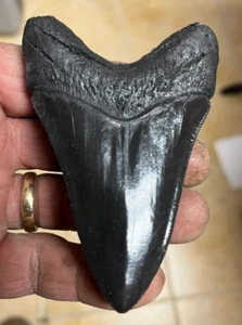 PERFECT Black Megalodon tooth REPLICA 3&5/8" A+ Serrations - Picture 1 of 5