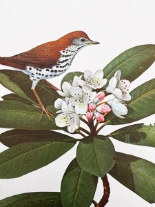 Stunning Ray Harm Wood Thrush SIGNED 1970 16" x 20" Print In Mint Condition - Picture 1 of 11