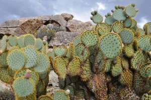Pancake prickly pear seeds (Opuntia Chlorotica) 30+ seeds - Picture 1 of 6