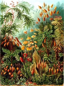 Panel de cerámica mural/mosaico de azulejos de - Muscinae - Ernst Haeckel estampado botánico - Imagen 1 de 4