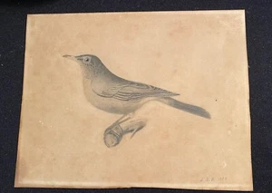 VINTAGE 1872 BIRD PENCIL? DRAWING/PICTURE-9"X7" - Picture 1 of 5