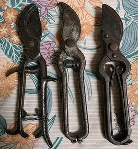 Three Antique  garden hand pruning shears. - Picture 1 of 18