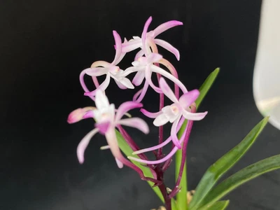 Neofinetia falcata (orquídeas japonesas) flor rosa/HIGANZAKURA 彼岸桜 Foto 1 de 4