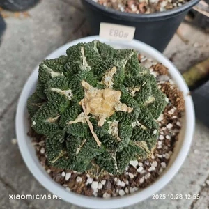 Pot 10cm Sale A. Fis Hybird "Godzilla"  WYSIWYG Feature Self Rooted - Bild 1 von 6