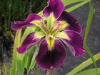 Iris Lousiana Rum & Raisin  - pond plants water lilies aquatic plants ponds koi
