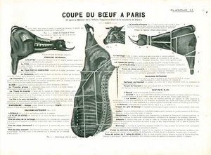 Cabinet de curiosité 1906 anatomie du bœuf planche ancienne n°11 - Imagen 1 de 1