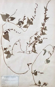 Botanique - Planche Herbier XIXe - Plantes séchées - Primulacées 45 - Imagen 1 de 3