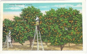 Postal de lino de Florida de colección para recoger cítricos naranjas hombre y mujer en escaleras - Imagen 1 de 2