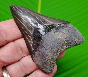 MEGALODON SHARK TOOTH Real Fossil - 3 & 1/4 - NO RESTORATIONS - GEORGIA, USA - Picture 1 of 3