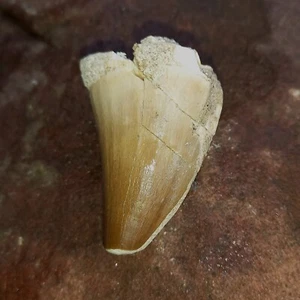 grande dente pietrificato mosasauro dinosauro mosasauro dinosauro n.K Tooth fossil - Foto 1 di 3